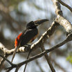 Collared Aracari